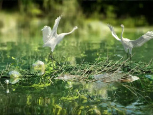 waterfowl are playing 3Dモデル