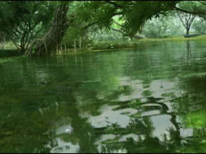 zona umida punto 11 Modello 3D