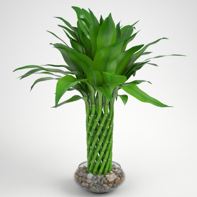 lucky bamboo Modello 3D .c4d .max .obj .3ds .fbx .stl .blend 