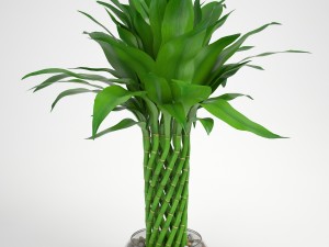lucky bamboo Modelo 3D