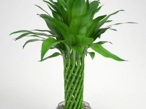 bambou porte-bonheur Modèle 3D