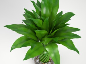 lucky bamboo Modello 3D