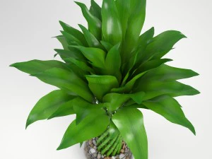 lucky bamboo 3D Model