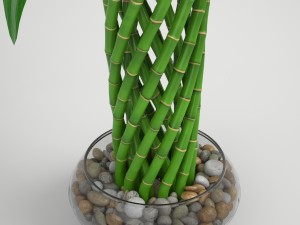 lucky bamboo Modello 3D