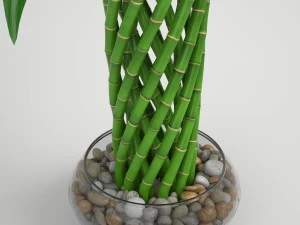 lucky bamboo 3D Model