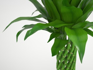 lucky bamboo Modello 3D