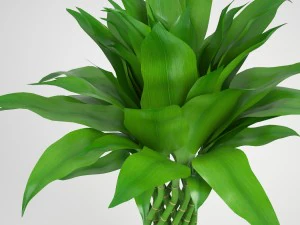 lucky bamboo 3D Model