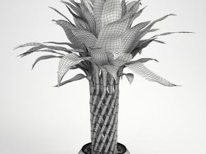 lucky bamboo Modello 3D