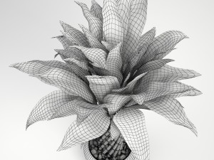 lucky bamboo Modello 3D