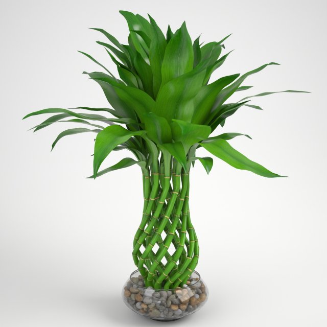 lucky bamboo 2 3D Model .c4d .max .obj .3ds .fbx .stl .blend 