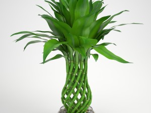 lucky bamboo 2 Modelo 3D