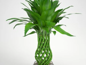 bambou chanceux 2 Modèle 3D