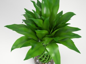 lucky bamboo 2 3D Model