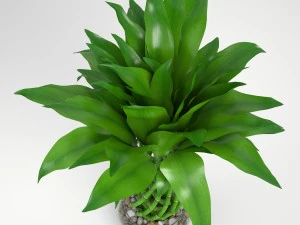 lucky bamboo 2 3D Model