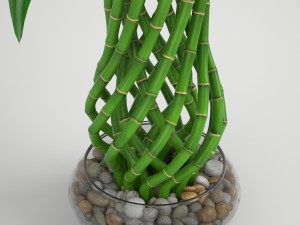 lucky bamboo 2 3D Model