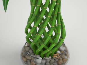 lucky bamboo 2 3D Model