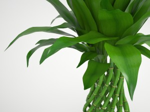 lucky bamboo 2 3D Model