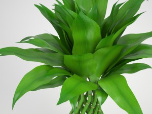 lucky bamboo 2 3D Model