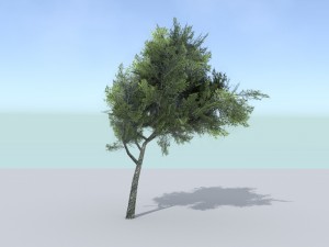 ash tree 3D मॉडल