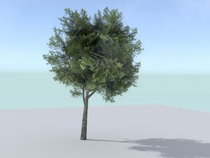 ash tree 3D Model