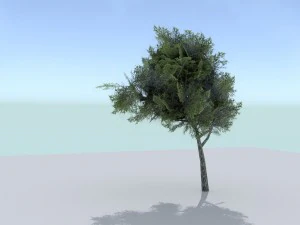 ash tree 3D Model