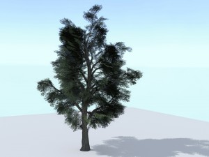 sycamore tree 3D-Modell