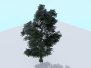 sycamore tree 3D 模型