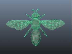 honey bee 3Dモデル