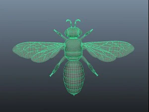 honey bee 3D Model