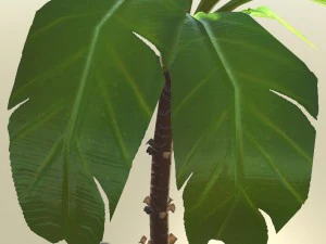 banana plant 3D Model