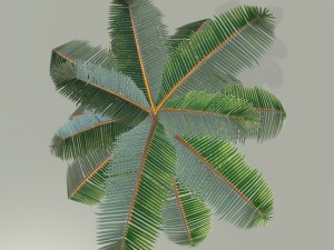 palm tree 3D Model