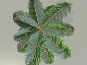 palm tree 3D Model
