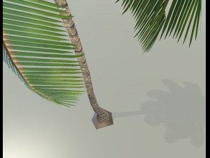 palm tree 3D Model