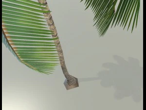 palm tree 3D Model