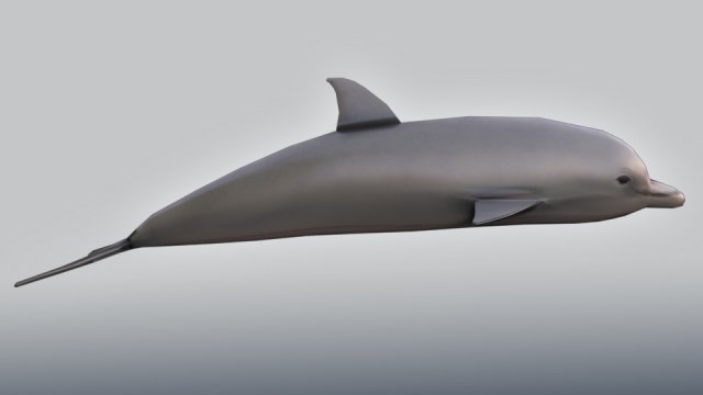 bottlenose dolphin 3D Model .c4d .max .obj .3ds .fbx .stl .blend 