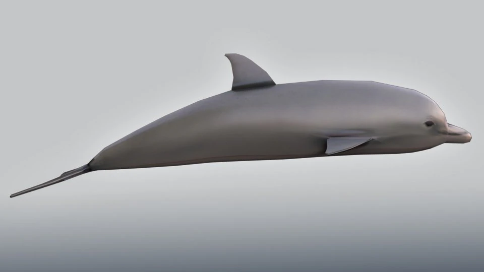 grand dauphin Modèle 3D .c4d .max .obj .3ds .fbx .stl .blend 