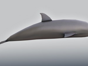 bottlenose dolphin 3D Model