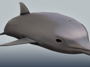 bottlenose dolphin 3D Model
