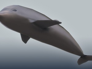 bottlenose dolphin 3D Model