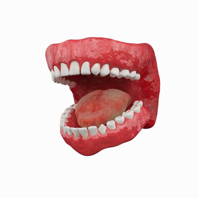 teeth Model 3D .c4d .max .obj .3ds .fbx .stl .blend 