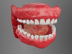 teeth Model 3D