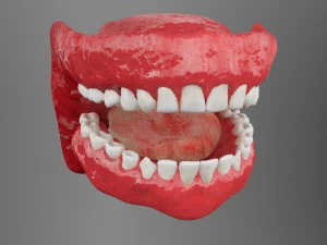 teeth 3D Model
