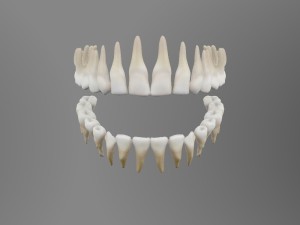 teeth Model 3D