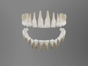 teeth 3D Model