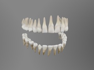 teeth Model 3D