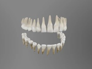 teeth 3D Model