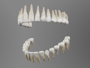 teeth Model 3D