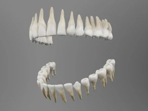 teeth 3D Model