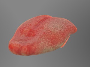 teeth Model 3D