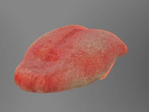 teeth 3D Model